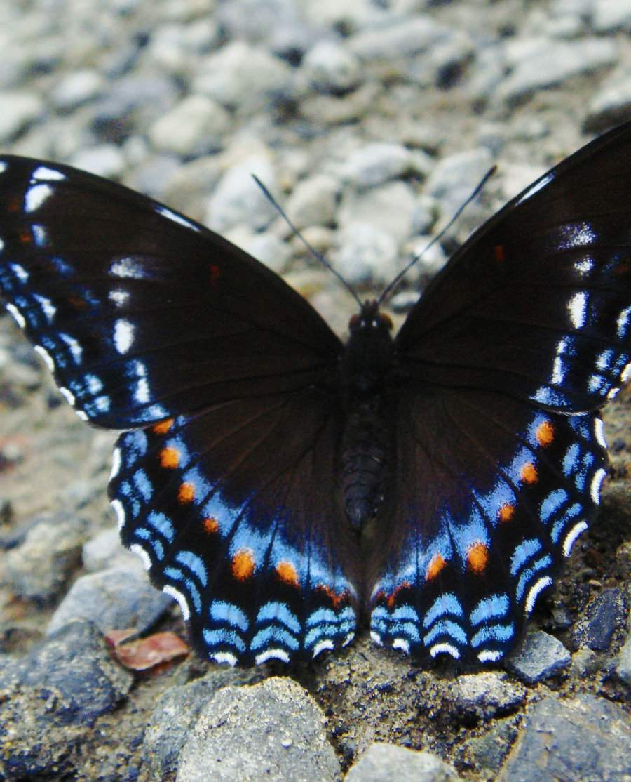 Limenitis arthemis astyanax (hyrid variation, live) (Internet Image property of respective owner, non-commercial use only)
